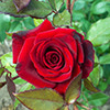 HelenRose